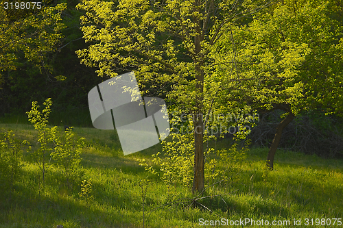 Image of Green Tree