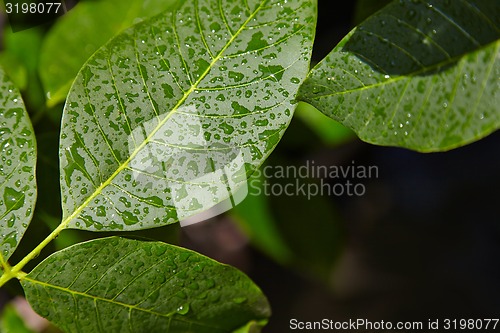 Image of Leaves