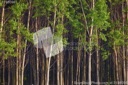 Image of Forest