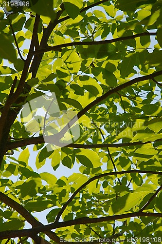 Image of Leaves