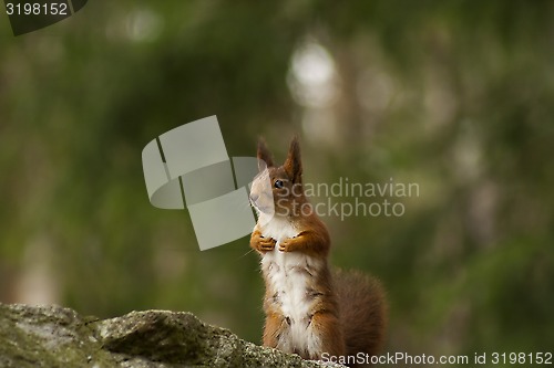 Image of squirrel