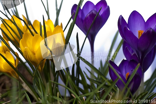 Image of crocus