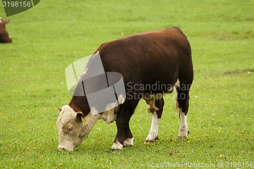 Image of hereford bull