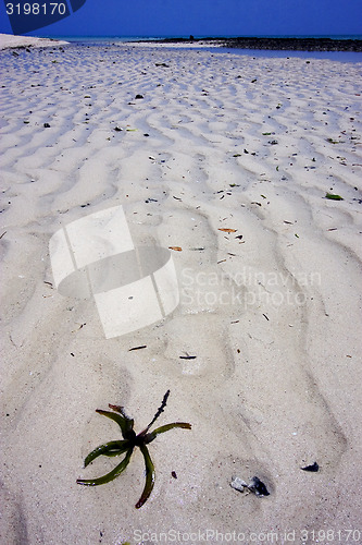 Image of beach and sand in sand bank  zanzibar