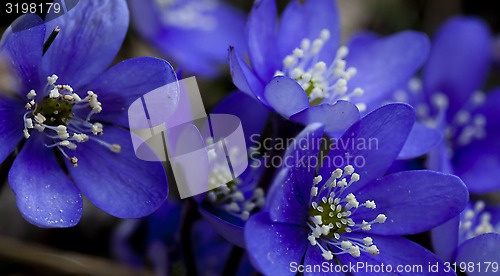 Image of hepatica