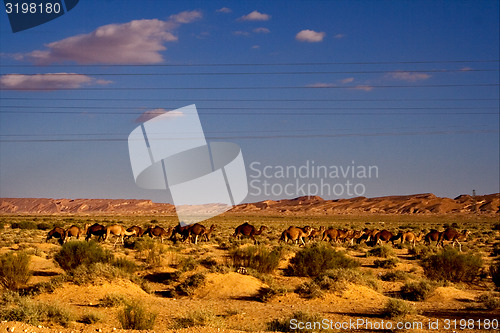 Image of camels and line