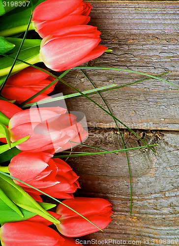 Image of Red Tulips