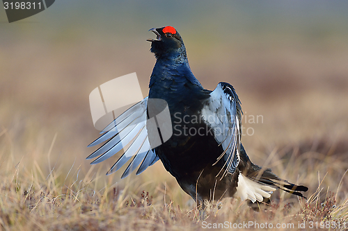 Image of Black grouse calling