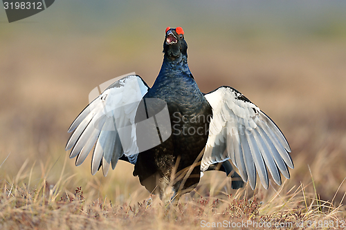 Image of Black grouse calling