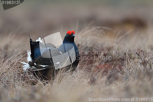 Image of Black grouse