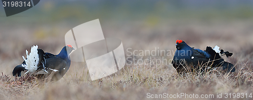 Image of Black grouse, panoramic view of the bog