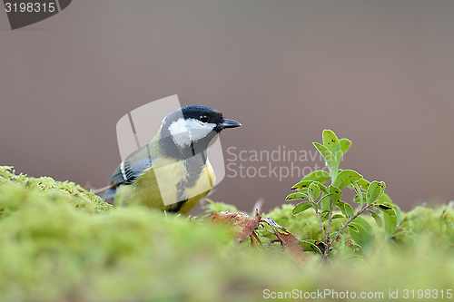 Image of Great tit, Parus major