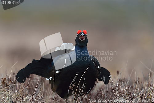 Image of Black grouse calling