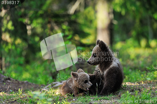 Image of Bear cubs in forest