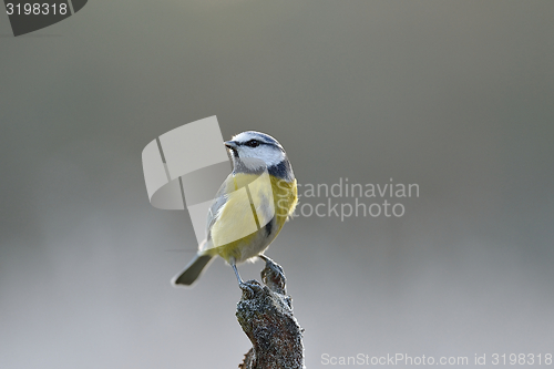 Image of Blue Tit perched on a branch, Cyanistes caeruleus