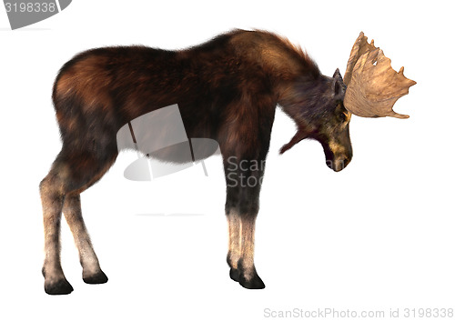 Image of Male Moose