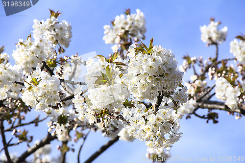 Image of Cherry Blossoms