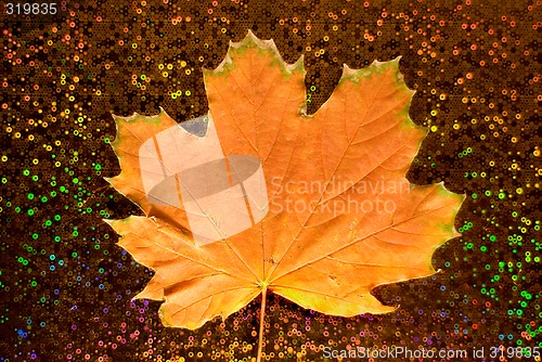 Image of Maple leaf