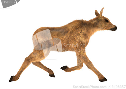 Image of Moose Calf