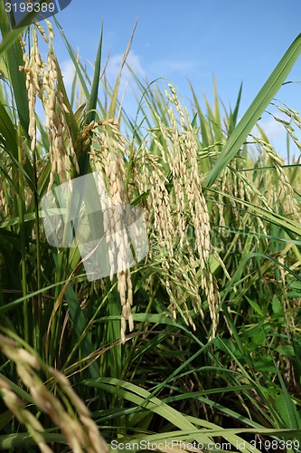 Image of Paddy field with ripe paddy under the blue sky