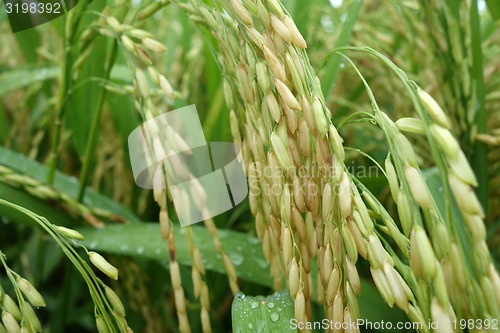 Image of The ripe paddy field is ready for harvest