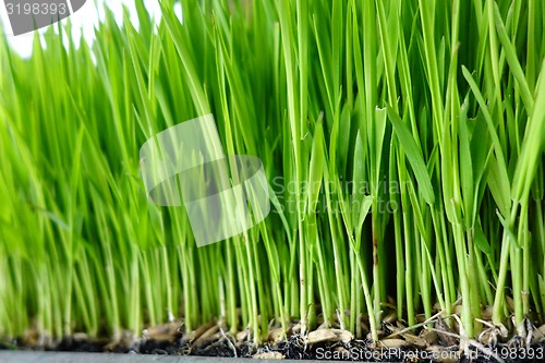 Image of Rice sprout in the rice field.