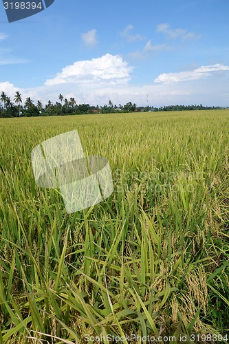 Image of The ripe paddy field is ready for harvest