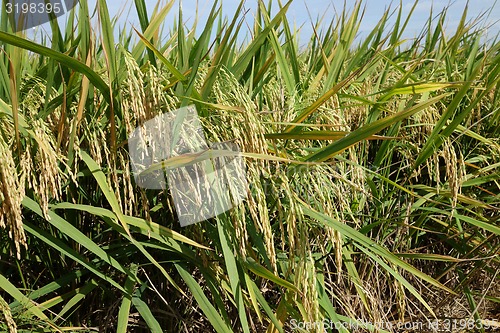 Image of Paddy field