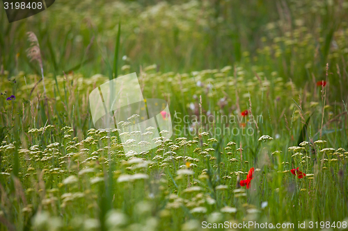 Image of Green Grass