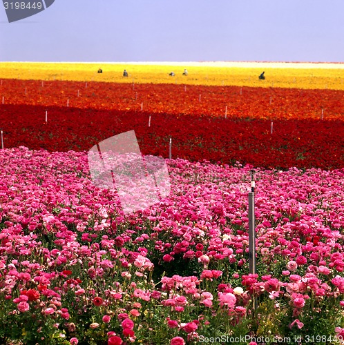 Image of Flower Farm