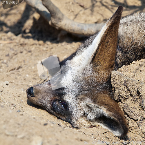 Image of Bat-eared fox