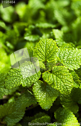 Image of Lemon balm 