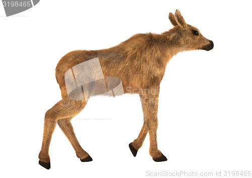 Image of Moose Calf