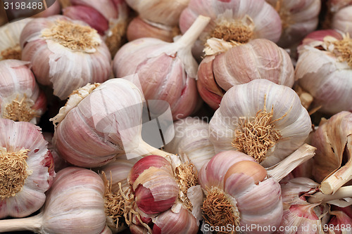 Image of fresh garlic background