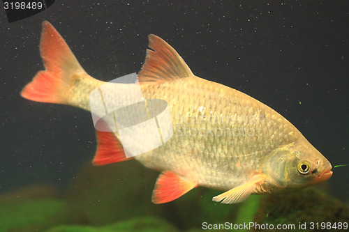Image of small carp fish
