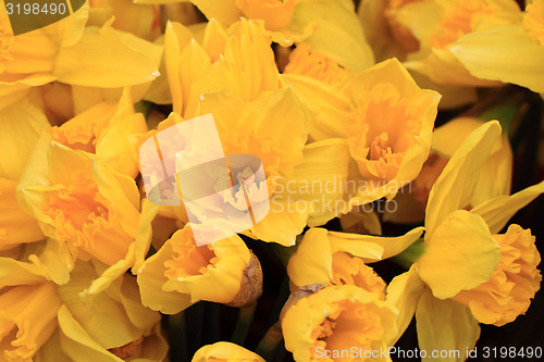 Image of yellow narcissus flower background
