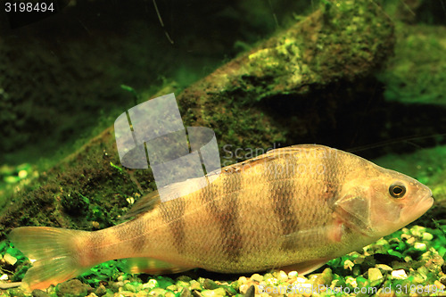 Image of small czech  fish