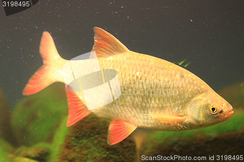 Image of small carp fish