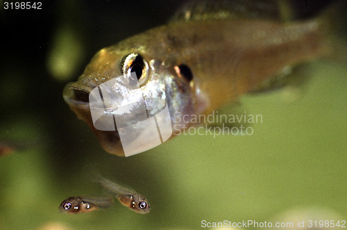 Image of Egyptian mouth brooder, female with a brood of fry leaving the mouth. Pseudocrenilabris multicolor