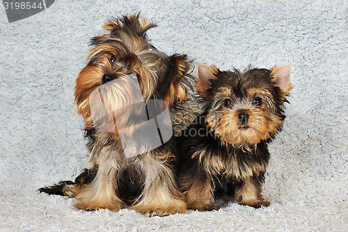 Image of two puppies Yorkshire terrier