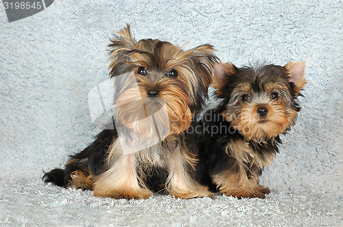 Image of two puppies Yorkshire terrier