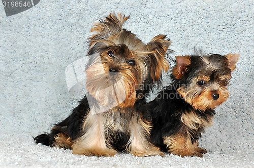 Image of two puppies Yorkshire terrier