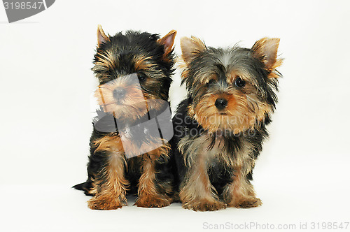 Image of two puppies Yorkshire terrier