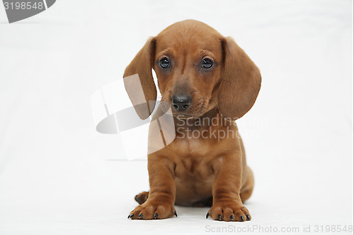 Image of dachshund puppy