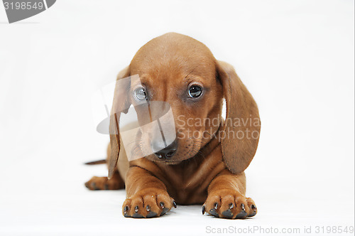 Image of dachshund puppy