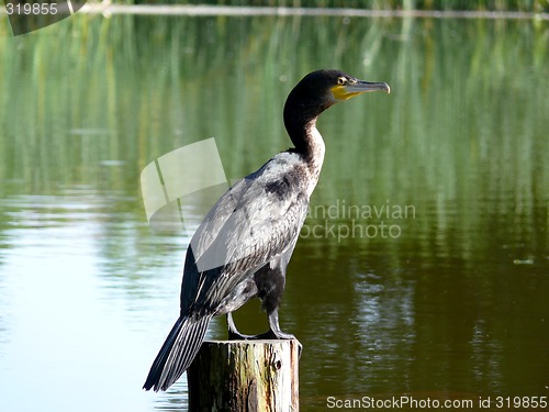 Image of Double-crested Cormorant