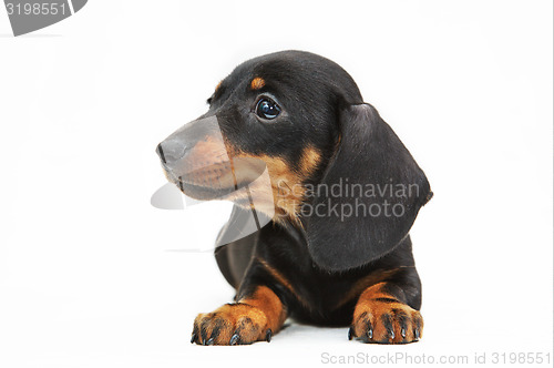 Image of dachshund puppy