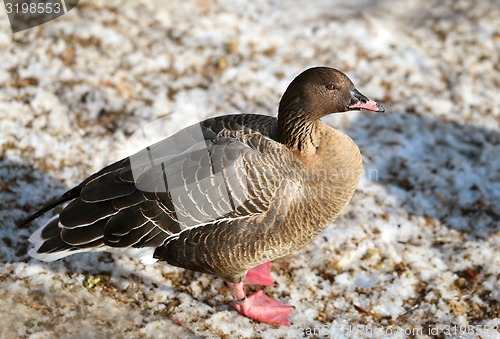 Image of Gray goose  