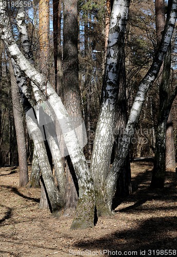 Image of The bark of pine needles