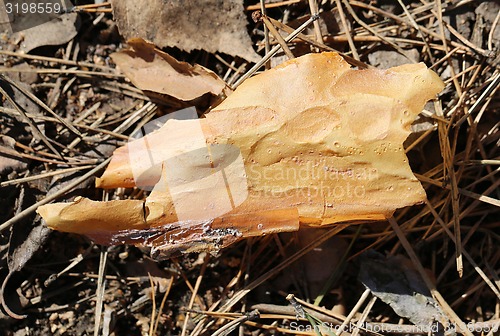 Image of The bark of pine needles